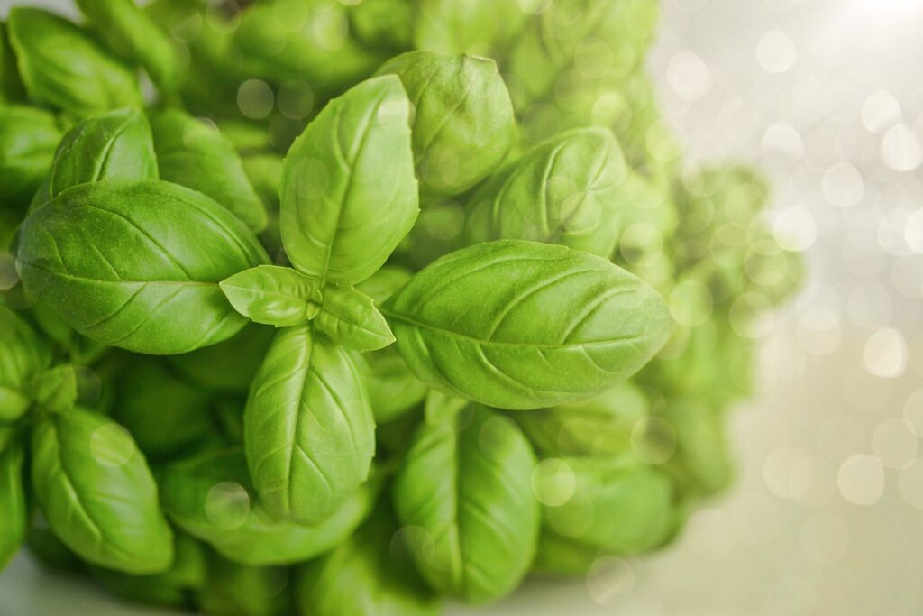 basil, green, herb, food, fresh, green food, basil, basil, basil, basil, basil